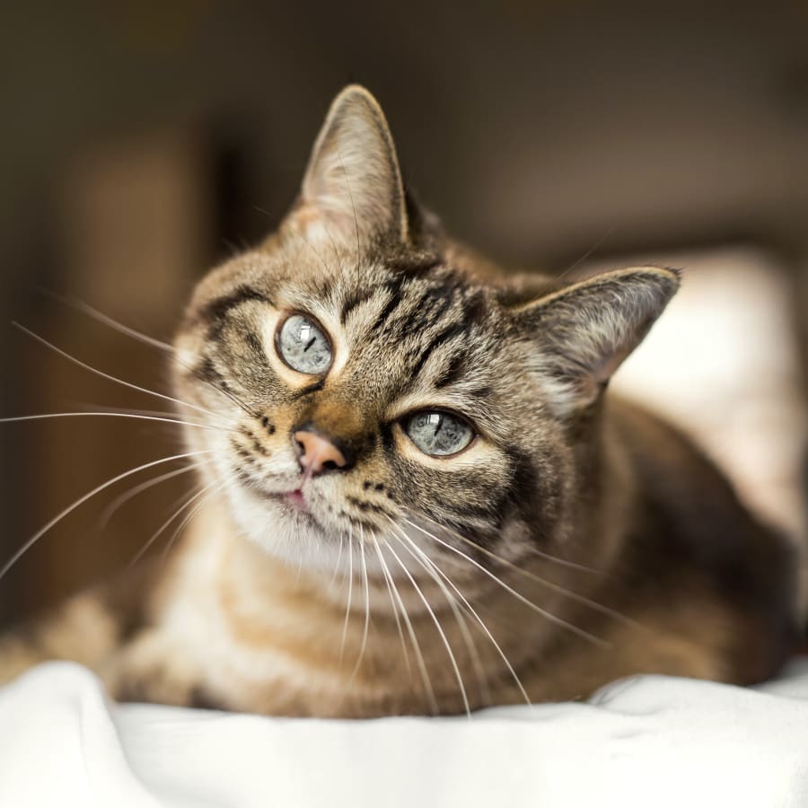 Northwest Veterinary Clinic of Stanwood in Stanwood