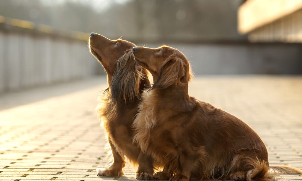 Dog Wellness Exams at Northwest Veterinary Clinic of Stanwood