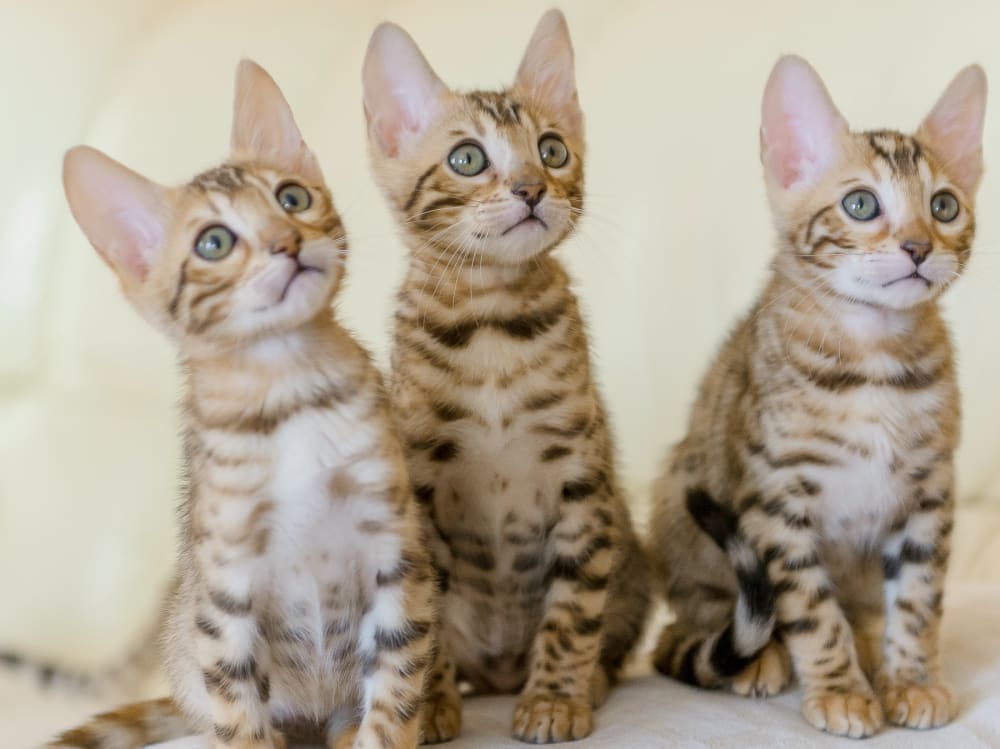 Emergency Vet for Cats in Stanwood